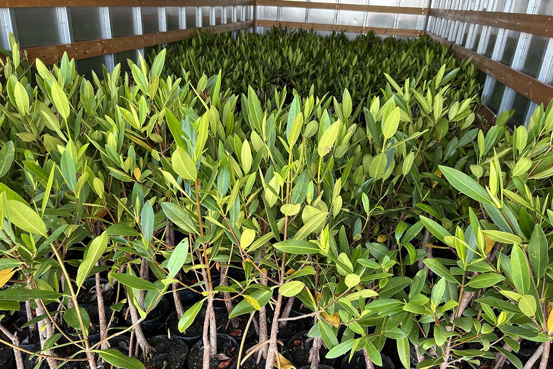 Mangrove Planting 2.jpg